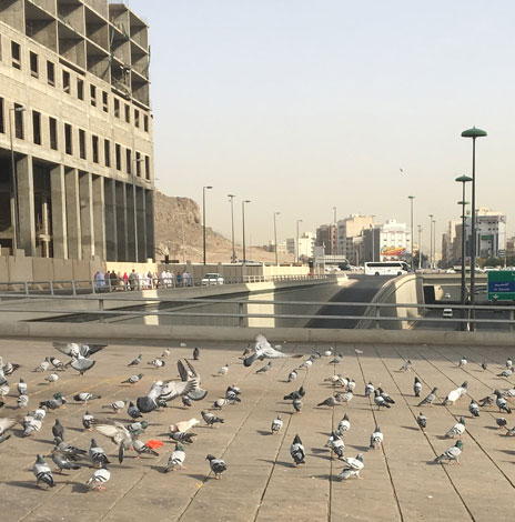 Birds of Madinah