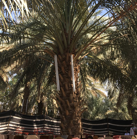 Madinah date farm