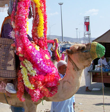 camel ride makkah