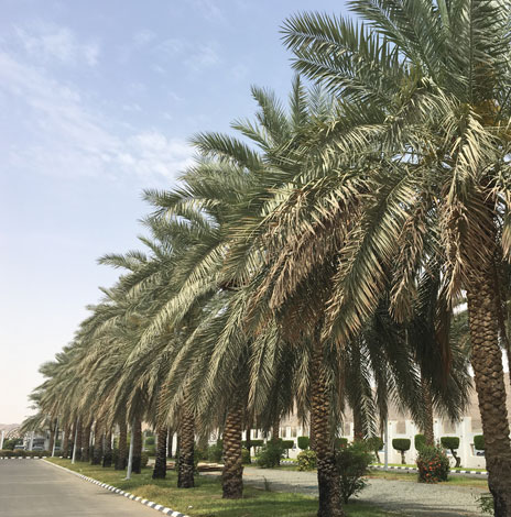 Date palm tree outside of Kiswat Factory Makkah