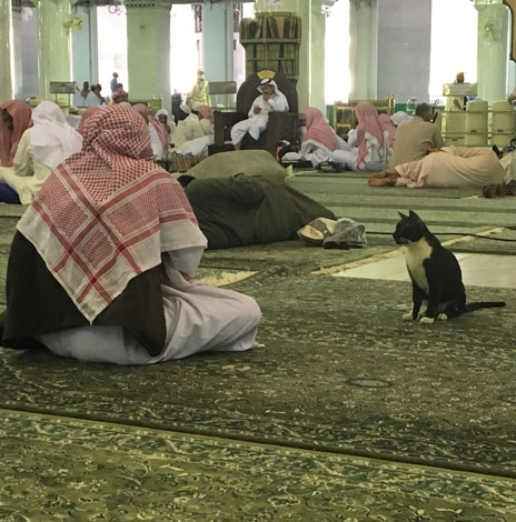 cat in masjid al-haram 